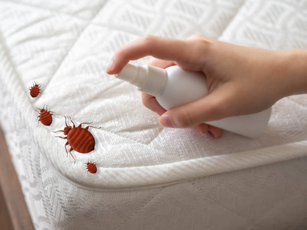 Best Flea Control Services  in Kearns, UT